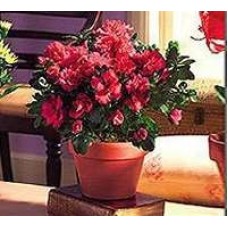 Large flower plant